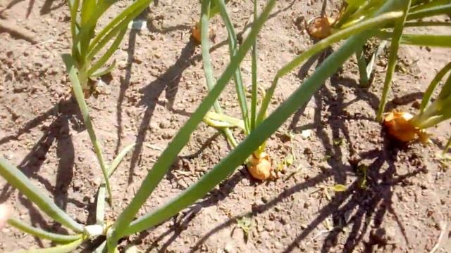 Какие сорта моркови взошли лучше. Как растет лук из рассады. смотреть онлайн