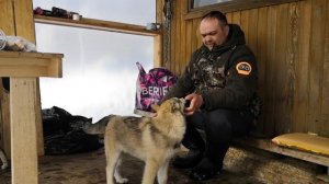 Зверовые щенки лайки  *воспитание и подготовка * часть 1