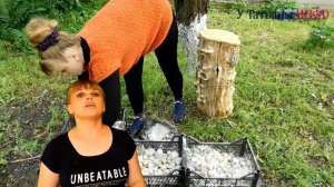 Тюльпаны отцвели - что дальше? Правильная посадка, выкопка и хранение тюльпанов!