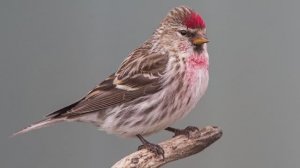 ✨Спокойной ночи, малыши✨ Чечетка и другие птицы