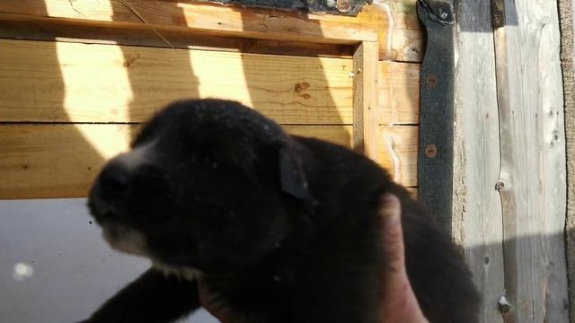 Щенки ВСЛ от Соболя и Луши 20 дней.