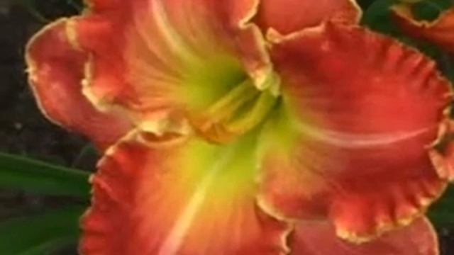 Лилейник daylily MUCH ADO ABOUT MAGIC смотреть онлайн