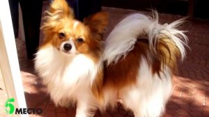 МАЛЕНЬКИЕ СОБАЧКИ ПОРОДЫ