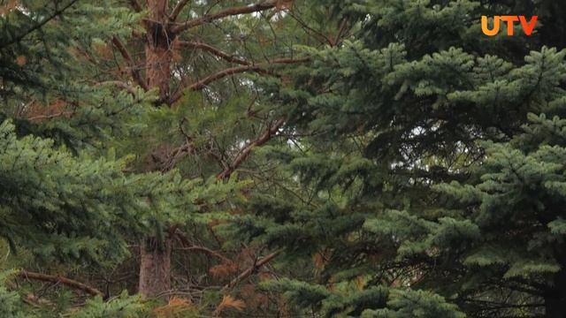 Как формировать туи, сосны и ели? смотреть онлайн