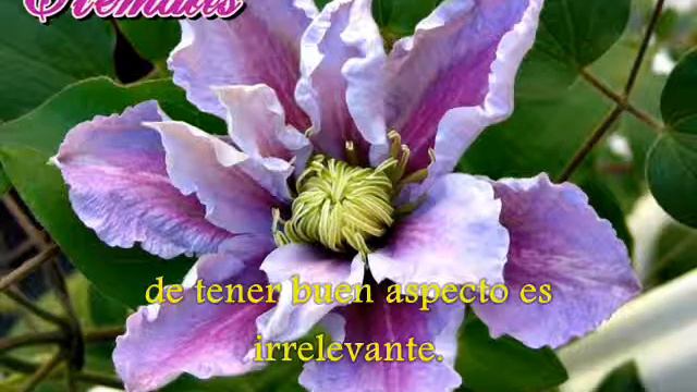 Tsukiko Amano-Clematis(sub Español)