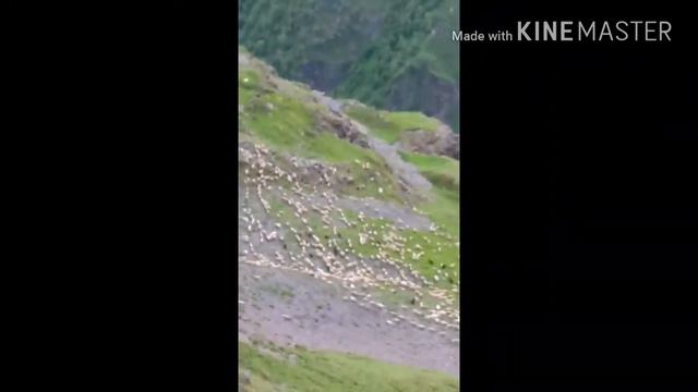 Тляратинский район Село Бетельда смотреть онлайн