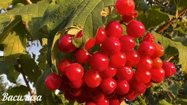 26 октября День Агафона. Что нельзя делать 26 октября День Агафона. Народные традиции и приметы смотреть онлайн