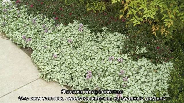 Растение яснотка — виды цветка, посадка и уход смотреть онлайн