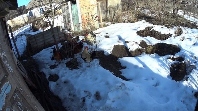 Петухи по размеру встречают. Лекция с примерами "Статус петухов". смотреть онлайн