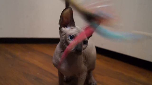 Канадский сфинкс Фараон Максимус смотреть онлайн