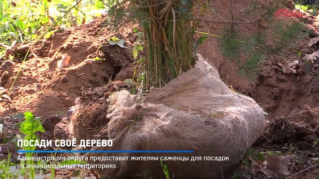 КРТВ. Посади своё дерево смотреть онлайн
