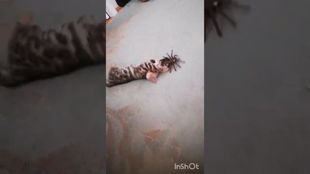 Бенгальская кошка играет с пауком смотреть онлайн