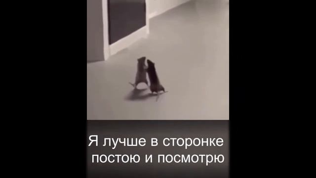Бесстрашный Кот Крысолов. Кошка и крыса. Кто кого? смотреть онлайн