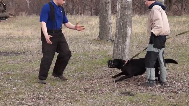 Тренировка «Собака сопровождения» в штурмовом наморднике смотреть онлайн