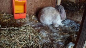 Роды у крольчихи. Сколько крольчат?