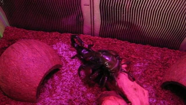 Pandinus Imperator VS P.Imperator смотреть онлайн