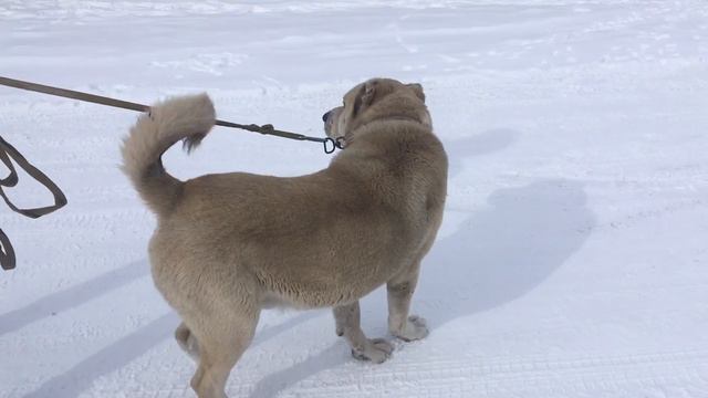 Мастер Сын Белого Гороча смотреть онлайн