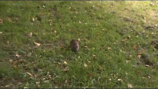 Egel (Erinaceus europaeus) overdag! смотреть онлайн