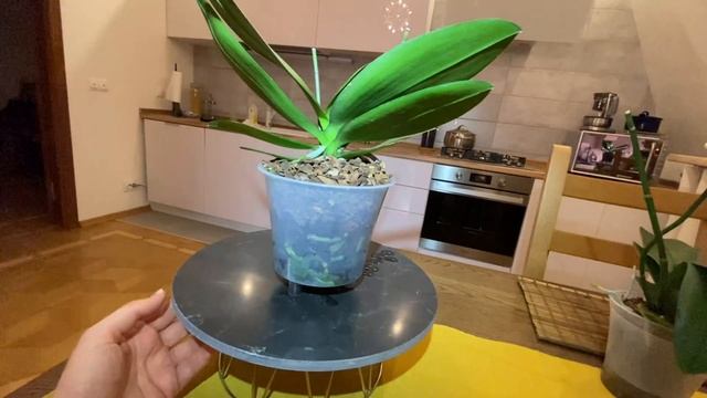 ОТВЕТЫ НА ВОПРОСЫ ПРО ПОДУР В ГРУНТЕ ОРХИДЕЙ И ПРО АМИНОКИСЛОТЫ!!!