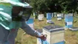 Малыхин ,вывод маток,НЕ УБИРАЯ плодную матку.