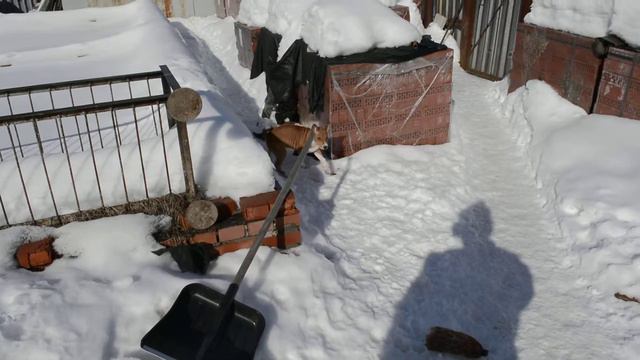 Басенджи на прогулке! смотреть онлайн