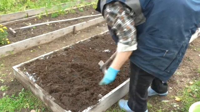Посадка озимого чеснока. Как подготовить грядку, схема посадки и посадка озимого чеснока смотреть онлайн