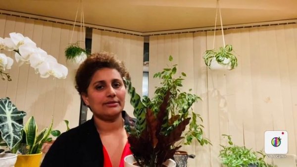 RATTLE SNAKE CALATHEA (CALATHEA LANCIFOLIA) CARE.