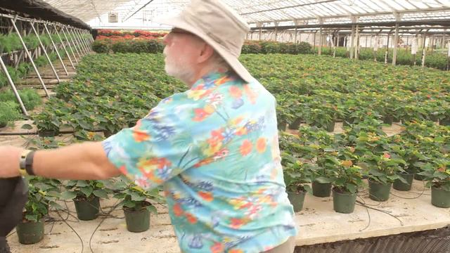 Coming of Color: Poinsettias смотреть онлайн