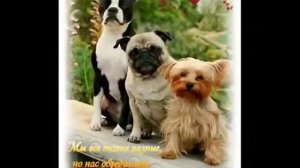 Барбарики" У друзей нет выходных"