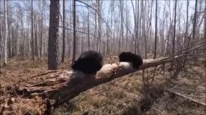 МЕДВЕДИЦА МАША ,МЕДВЕЖАТА И ЧЕЛОВЕК  ЖИЗНЬ И ПРИКЛЮЧЕНИЯ /ЛУЧШИЕ МОМЕНТЫ