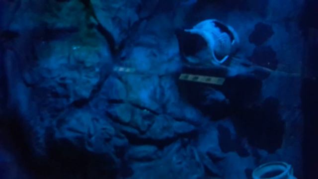 Sea World Prague Holešovice смотреть онлайн