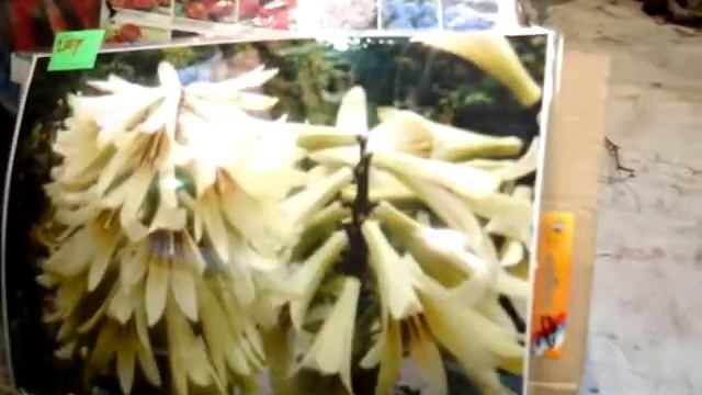 Лилия-пальма смотреть онлайн