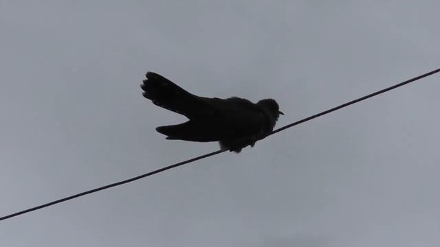 #Кукушка поёт (кукует самец). The cuckoo sings (the male cuckoos) смотреть онлайн