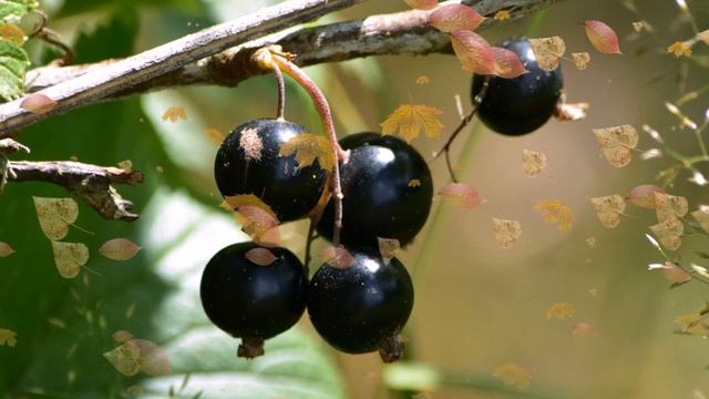 Кусты черной смородины будут в ягодах, если провернуть эту хитрость со смородиной в сентябре смотреть онлайн