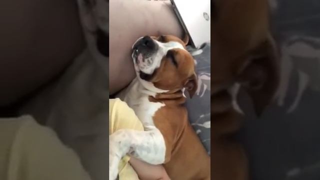 А вы знали, что стаффы храпят??? Смотреть со звуком! смотреть онлайн