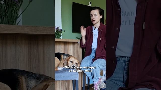 Признаки страха одиночества у собаки #shorts смотреть онлайн