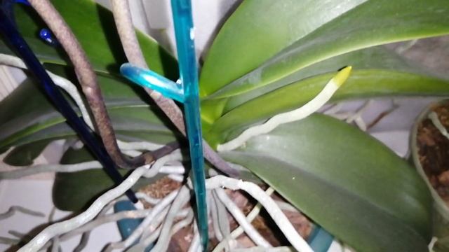 Орхидеи, как нарастить листья и корни, как восстановить тургор и результаты после реанимаций орхиде смотреть онлайн