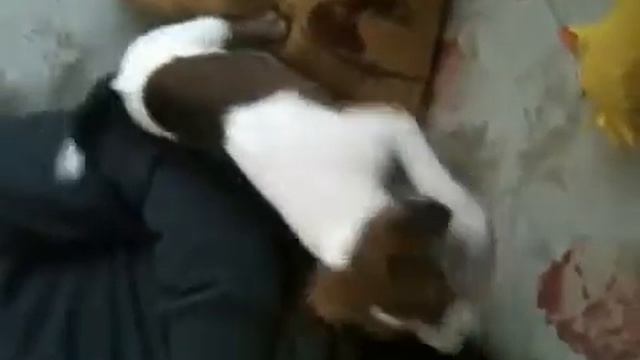 Малыш Фокс забияка, а котят боится смотреть онлайн