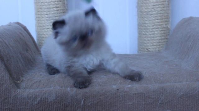 Персидский котенок сил-пойнт смотреть онлайн