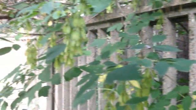 Старый бетонный забор какое хорошее качество бетона смотреть онлайн