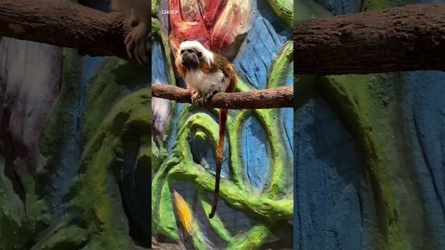 Tbilisi Mall monkey tamarin смотреть онлайн