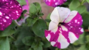 Цветение петунии Фиолетовый Леопард.