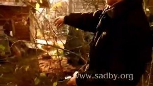 Черноплодная рябина - обрезка и выращивание. Уроки Николая Рабушко. Обрезка деревьев и кустарников.