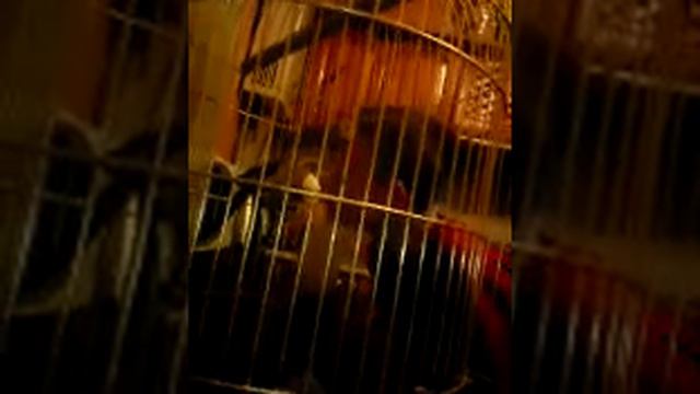 Язык Попугаев