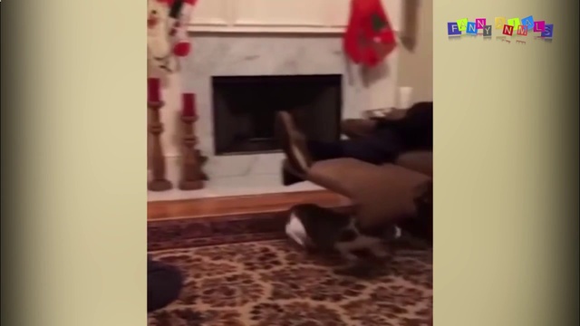 Приколы. Смешные Животные. Утята ловят мух. смотреть онлайн