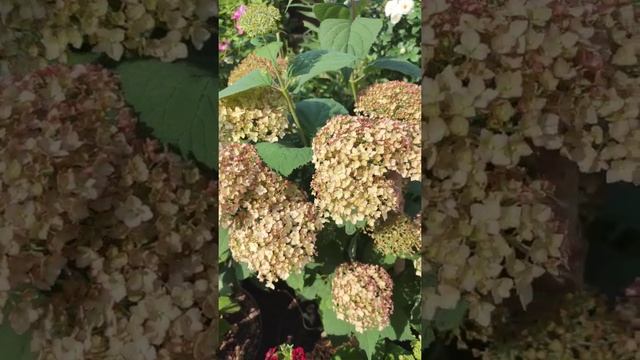 Древовидная гортензия Кандибелле Бабблгам в начале цветения ? смотреть онлайн