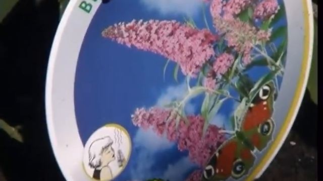 buddleja pink delight смотреть онлайн