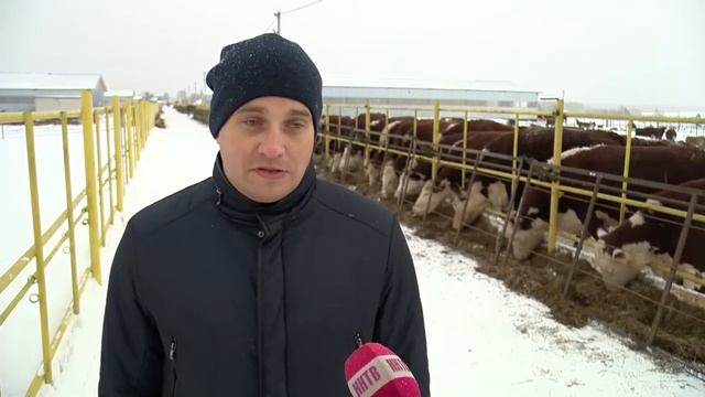 Герефорды хозяйства "Союз" смотреть онлайн