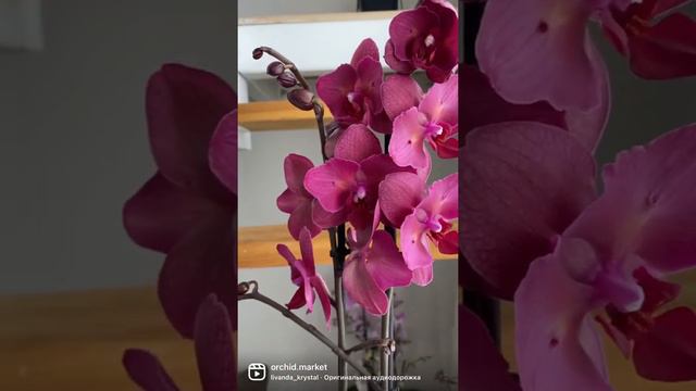 Идеальная орхидея бабочка STELLENBOSCH 🦋 смотреть онлайн