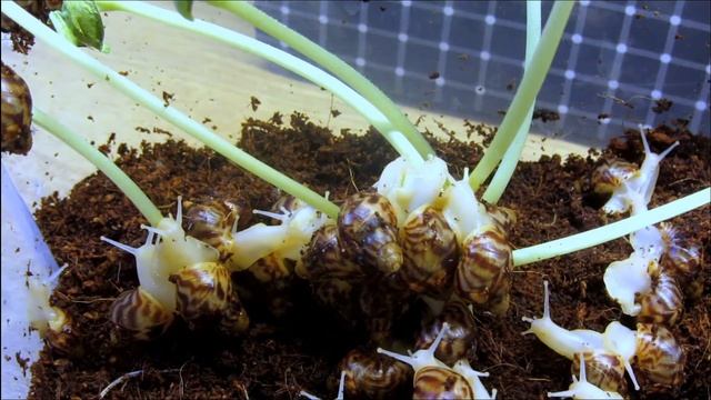 Snail invasion /Нашествие улиток #snails #pumpkin #invasion смотреть онлайн